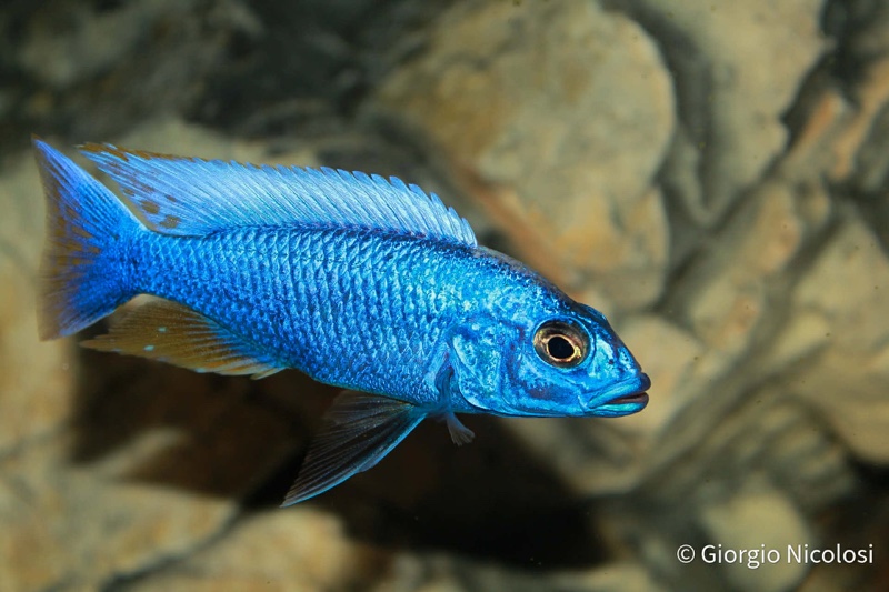 Sciaenochromis fryeri 'Likoma Island'